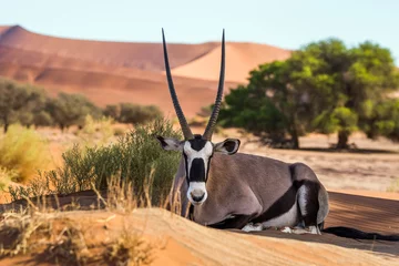 Draagtas Gemsbok, of Zuid-Afrikaanse oryx (Oryx-gazella) liggend op het zand in de duinen van Sossusvlei, Namibië. © Anna