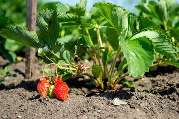 Fruit production. Strawberry growing in a garden 