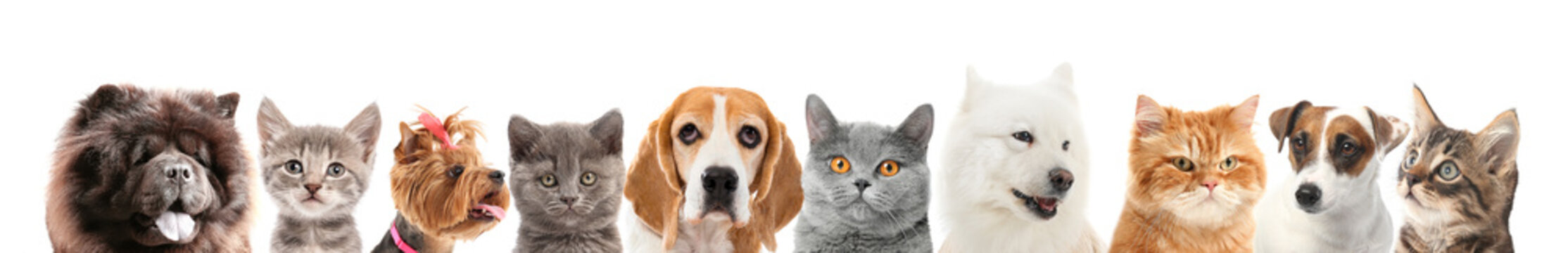 Set Of Different Dogs And Cats On White Background