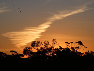 Treeline against beautiful warm sunset with nice white cloud, birds flying
