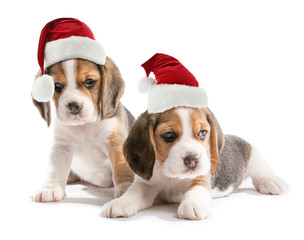 Cute beagle puppies on white background