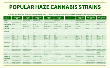 Popular Haze Cannabis Strains horizontal infographic illustration about cannabis as herbal alternative medicine and chemical therapy, healthcare and medical science vector.