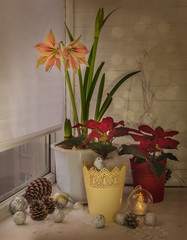 Hippeastrum (Amaryllis) Butterfly Group "Exotic Star" and poatencia with New Year's decor on the window