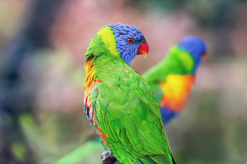 The lorikeet rainbow parrot. Green, blue, and red bird. Bird in the Wild