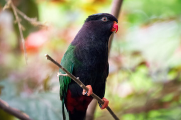 Black and green parrot clinging to a branch in a natural environment