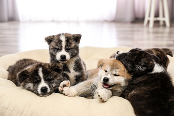 Akita inu puppies on pet pillow. Cute dogs