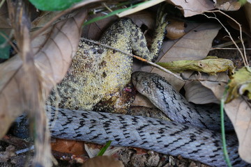 The Banded kukri snake ( Oligodon fasciolatus ) biting and eating toad in forest, Reptile hunt frog, Poisonous reptile hiding under brown dry leaf on dirt land in Thailand