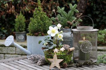 Winter-Gartendekoration mit Helleborus niger, Koniferen und Laterne