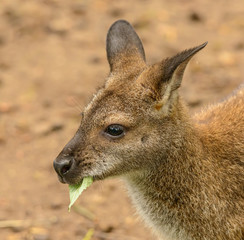 Naklejka na ściany i meble portrait of a kangaroo eating a leaf side