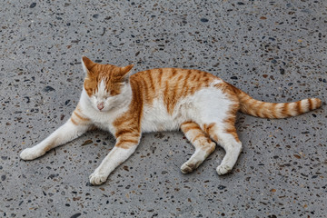 red-haired striped cat sleeping