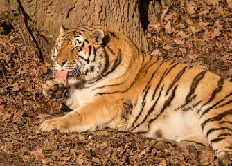 portrait siberian tiger laying on ground in leaves licking paw