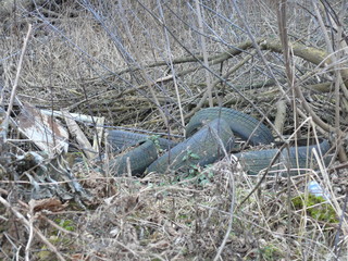 Naklejka na ściany i meble used car tires in a pile in the forest violate the ecology.
