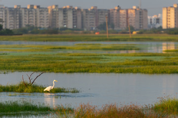 Great white egret stalking in lake with blurry high rise buidlings in the background in Chennai, South India