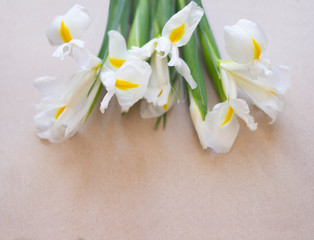 Obraz premium White irises with green leaves on a beige plaster background. View of the flowers from above. Spring background.