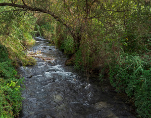 the hermon stream running through a tangled overgrown subtrobical forest in the banias nature reserve in the golan heights inisrael