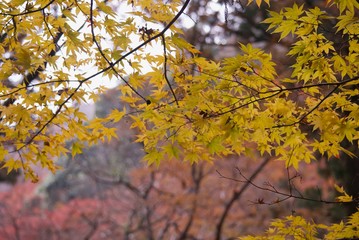 紅葉のキレイな山