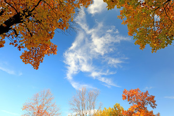 아름다운 가을 단풍과 하늘