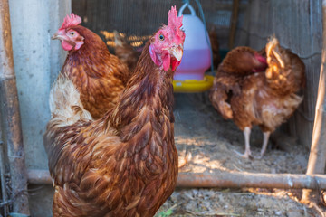 Raise chickens to eat eggs in small farms.