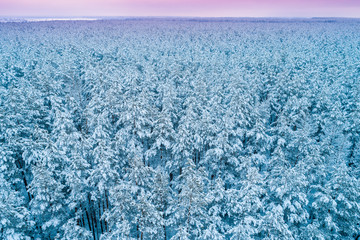 Pine snowy forest in winter. Trees covered with snow. Aerial view. Nature background