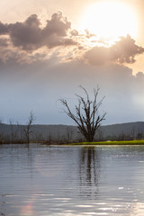 Tree stump and their reflections in the dam.