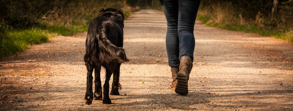 Flat coated Retriever