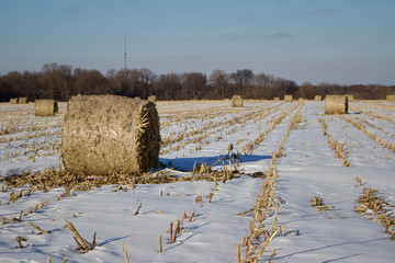 Sunny winter landscape view of round corn stalk bales setting in a snow covered field, with blue sky background