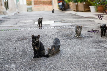 Cute stray homeless cats on the streets of Mallorca on a warm sommer day