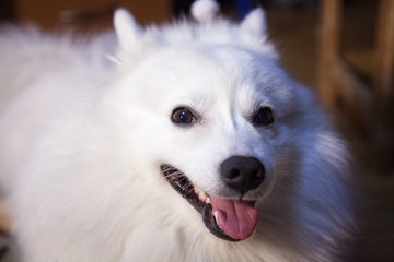 White Japanese Pomeranian - muzzle close-up