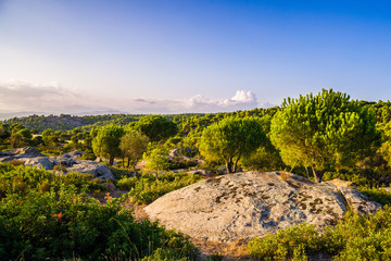 Fototapeta na wymiar Lush green vegetation on the beautiful Mediterranean island of Mallorca in summer