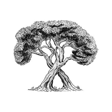 Trees intertwining with each other, hand drawn illustration in sketch  style. Vector freehand trees on white background. Stock Vector | Adobe Stock