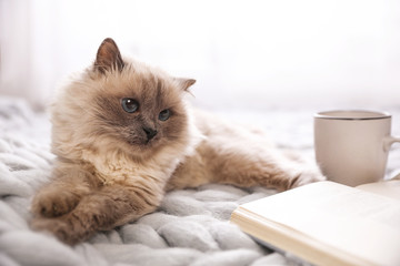 Birman cat, book and cup of drink on knitted blanket at home. Cute pet