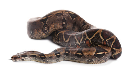 Brown boa constrictor on white background. Exotic snake
