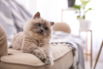 Birman cat on sofa at home, space for text. Cute pet