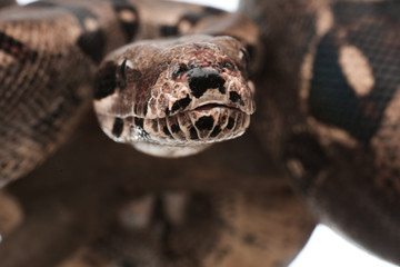 Fototapeta premium Closeup view of brown boa constrictor. Exotic snake