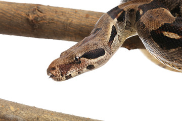 Brown boa constrictor on tree branch against white background