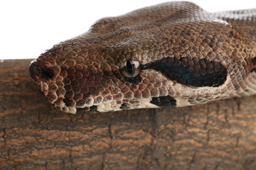 Brown boa constrictor on tree branch, closeup