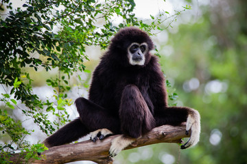 Gibbon on the tree in the zoo.