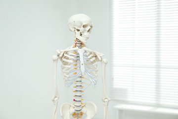 Artificial human skeleton model near window indoors