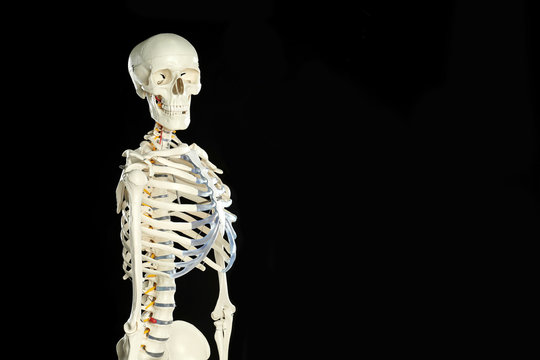 Artificial human skeleton model on black background. Space for text