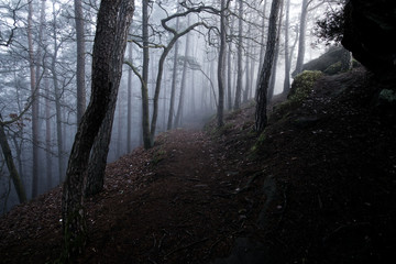 Fototapeta premium Foggy Forest
