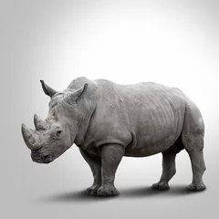 Selbstklebende Fototapeten A white rhino on grey background © karmaknight