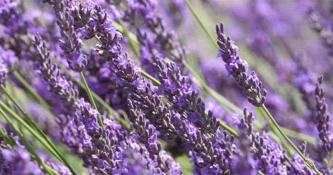 Field of lavenders, occitanie, France