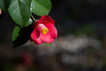 Fototapeta premium A beautiful camellia blooming in full bloom.camellia flower
