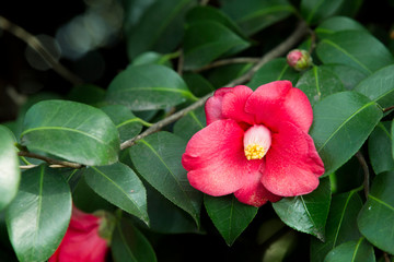 A beautiful camellia blooming in full bloom.camellia flower