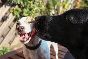 Freundschaft unter Hunden