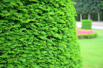 Taxus baccata, European yew hedge background. Yew Hedging. Pruning Yew Hedges.