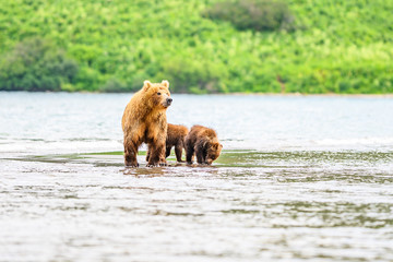 Obraz premium Ruling the landscape, brown bears of Kamchatka (Ursus arctos beringianus)