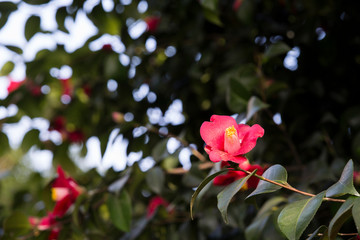 A beautiful camellia blooming in full bloom.camellia flower