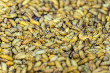 Maggots for sale at Kohima market, Nagaland, India