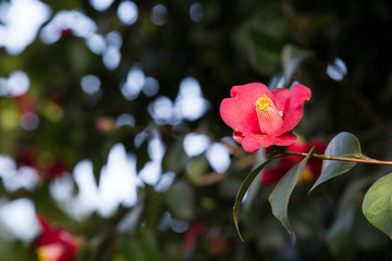 Obraz premium A beautiful camellia blooming in full bloom.camellia flower